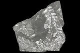 Wide Fossil Seed Fern Plate - Pennsylvania #79645-1